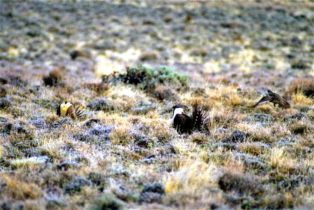 The sagebrush ecosystem is home to unique plant and wildlife species, and is very important to the overall ecological health of eastern Oregon. Many birds and mammals depend on sagebrush ecosystems in