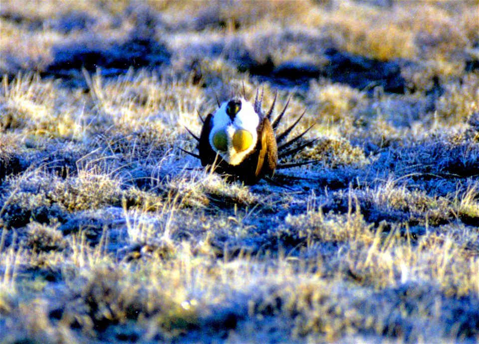 The sagebrush ecosystem is home to unique plant and wildlife species, and is very important to the overall ecological health of eastern Oregon. Many birds and mammals depend on sagebrush ecosystems in