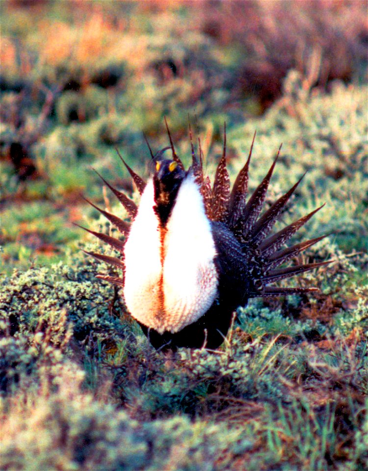 The sagebrush ecosystem is home to unique plant and wildlife species, and is very important to the overall ecological health of eastern Oregon. Many birds and mammals depend on sagebrush ecosystems in