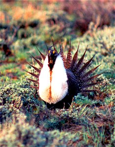 The sagebrush ecosystem is home to unique plant and wildlife species, and is very important to the overall ecological health of eastern Oregon. Many birds and mammals depend on sagebrush ecosystems in