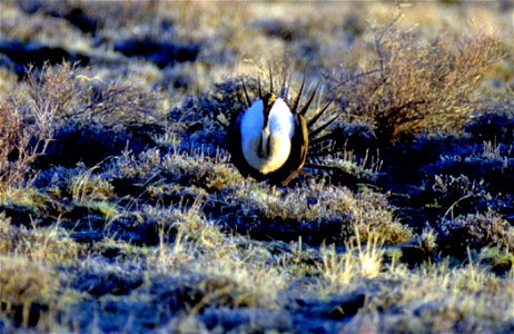 The sagebrush ecosystem is home to unique plant and wildlife species, and is very important to the overall ecological health of eastern Oregon. Many birds and mammals depend on sagebrush ecosystems in