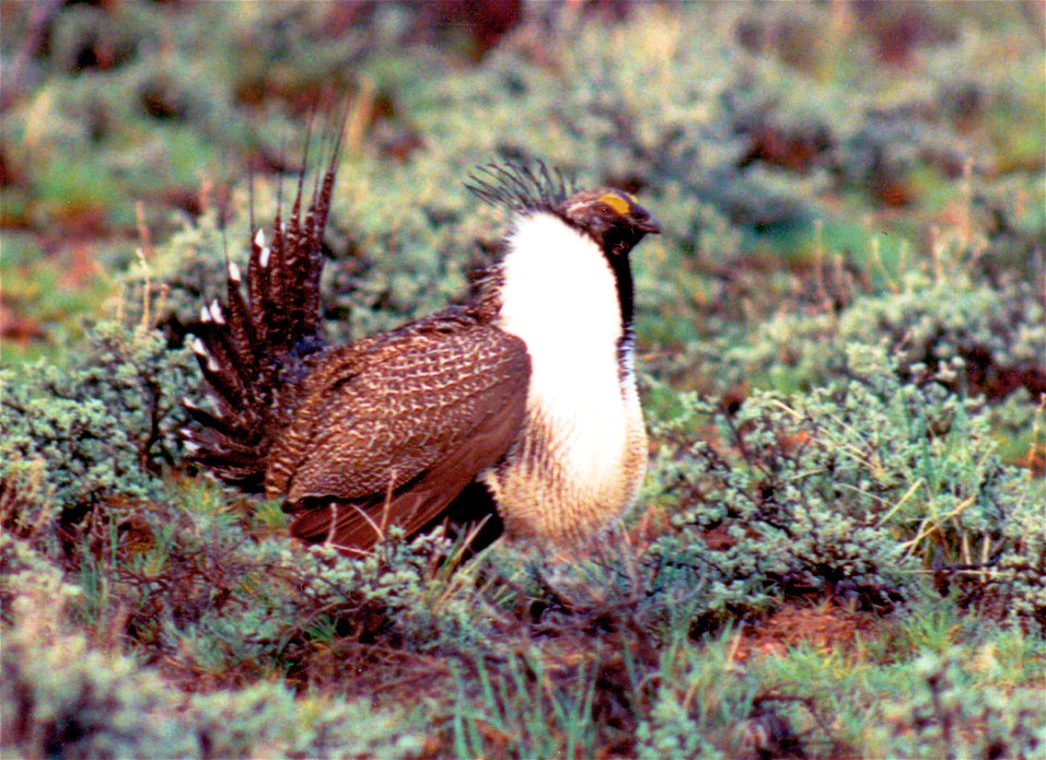 The sagebrush ecosystem is home to unique plant and wildlife species, and is very important to the overall ecological health of eastern Oregon. Many birds and mammals depend on sagebrush ecosystems in