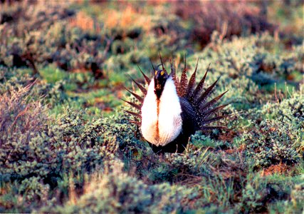 The sagebrush ecosystem is home to unique plant and wildlife species, and is very important to the overall ecological health of eastern Oregon. Many birds and mammals depend on sagebrush ecosystems in