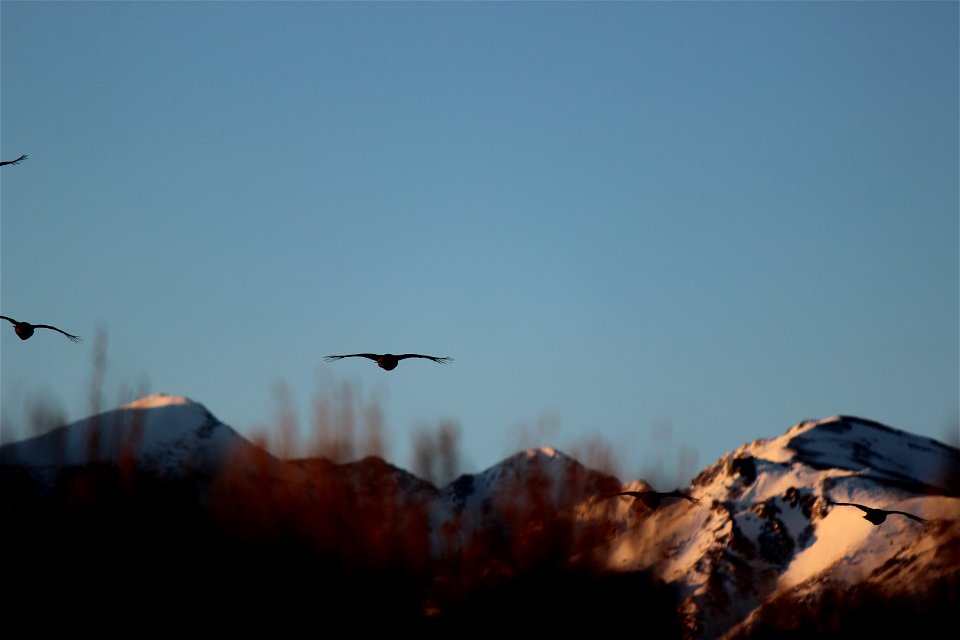 Five sage-grouse leave the morning gathering at daylight to spend their day foraging amidst the sage brush around the Sierra Nevada mountain peaks of Mount Morrison, Laurel Mountain and Bloody Mountai