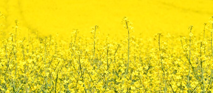 Yellow rape blossom field of rapeseeds