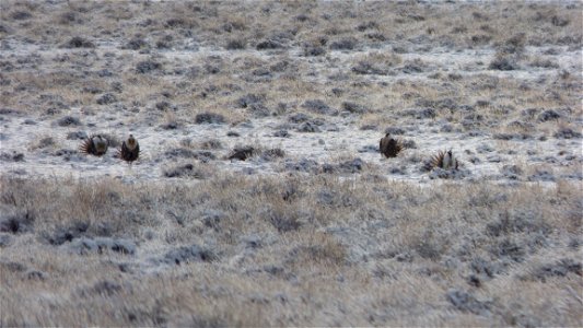 On Saturday, April  8, 2017, the Bureau of Land Management invited the public to a guided viewing of the Greater Sage-Grouse springtime courtship rituals.  The field trip departed from the BLM’s Lakev