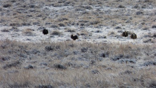 On Saturday, April  8, 2017, the Bureau of Land Management invited the public to a guided viewing of the Greater Sage-Grouse springtime courtship rituals.  The field trip departed from the BLM’s Lakev