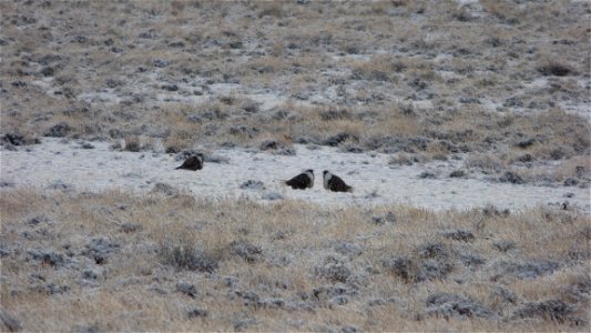 On Saturday, April  8, 2017, the Bureau of Land Management invited the public to a guided viewing of the Greater Sage-Grouse springtime courtship rituals.  The field trip departed from the BLM’s Lakev