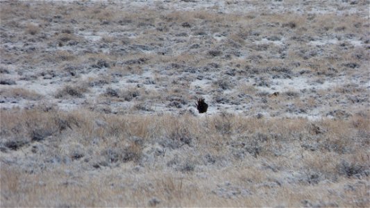 On Saturday, April  8, 2017, the Bureau of Land Management invited the public to a guided viewing of the Greater Sage-Grouse springtime courtship rituals.  The field trip departed from the BLM’s Lakev