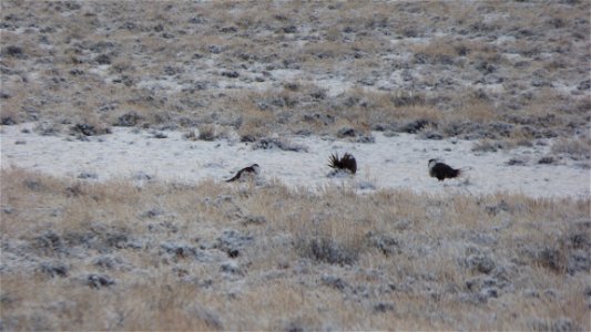 On Saturday, April  8, 2017, the Bureau of Land Management invited the public to a guided viewing of the Greater Sage-Grouse springtime courtship rituals.  The field trip departed from the BLM’s Lakev