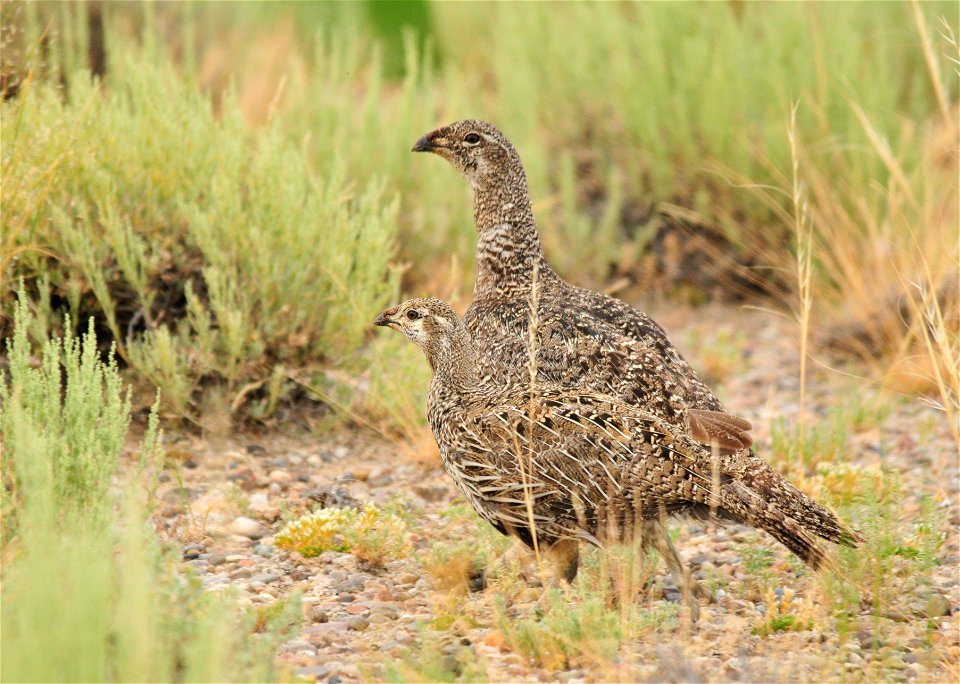 A female greater sage-grouse with one of her eight chicks on Seedskadee National Wildlife Refuge in Wyoming.  The others are trailing behind.  The young are not full size yet, but have been growing st
