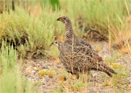 A female greater sage-grouse with one of her eight chicks on Seedskadee National Wildlife Refuge in Wyoming. The others are trailing behind. The young are not full size yet, but have been growing st photo