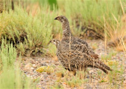 A female greater sage-grouse with one of her eight chicks on Seedskadee National Wildlife Refuge in Wyoming.  The others are trailing behind.  The young are not full size yet, but have been growing st