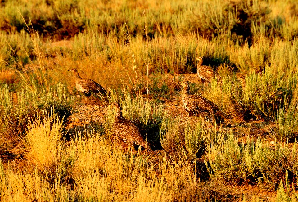 Photo: Tom Koerner/USFWS