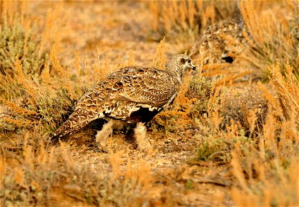 Greater sage grouse live on sagebrush leaves , 99 percent of their diet, during winter months.  Sage grouse lack muscular gizzards and cannot digest hard foods that require a gizzard to grind, like mo