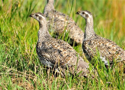 Greater sage-grouse can satisfy their need for water during much of the year from the foods they eat.  Their digestive system extracts the moisture from sage brush leaves and other vegetation they eat
