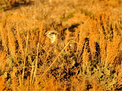Greater sage grouse live on sagebrush leaves , 99 percent of their diet, during winter months.  Sage grouse lack muscular gizzards and cannot digest hard foods that require a gizzard to grind, like mo