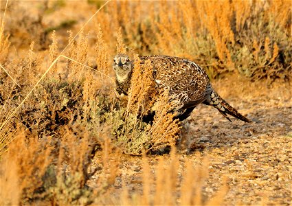 Greater sage grouse live on sagebrush leaves , 99 percent of their diet, during winter months.  Sage grouse lack muscular gizzards and cannot digest hard foods that require a gizzard to grind, like mo
