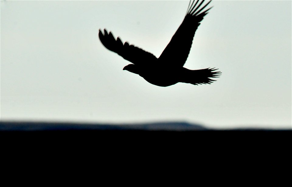 Greater sage grouse live on sagebrush leaves , 99 percent of their diet, during winter months.  Sage grouse lack muscular gizzards and cannot digest hard foods that require a gizzard to grind, like mo