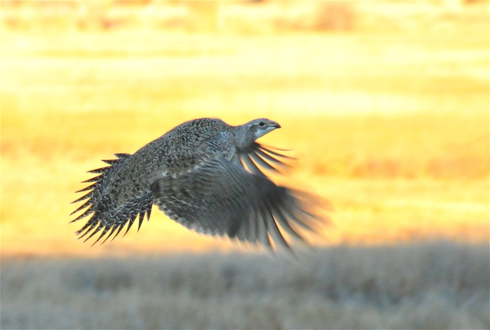 Greater sage grouse live on sagebrush leaves , 99 percent of their diet, during winter months.  Sage grouse lack muscular gizzards and cannot digest hard foods that require a gizzard to grind, like mo