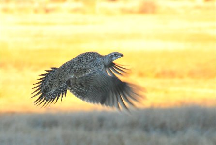 Greater sage grouse live on sagebrush leaves , 99 percent of their diet, during winter months.  Sage grouse lack muscular gizzards and cannot digest hard foods that require a gizzard to grind, like mo