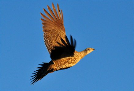 Greater sage grouse live on sagebrush leaves , 99 percent of their diet, during winter months.  Sage grouse lack muscular gizzards and cannot digest hard foods that require a gizzard to grind, like mo