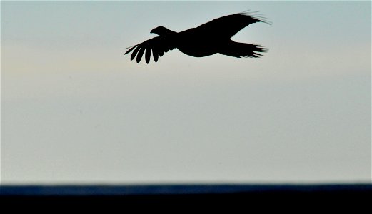 Greater sage grouse live on sagebrush leaves , 99 percent of their diet, during winter months.  Sage grouse lack muscular gizzards and cannot digest hard foods that require a gizzard to grind, like mo