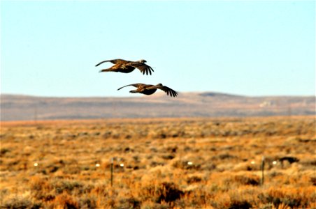 Greater sage grouse, sandhill cranes, trumpeter swans, and other bird species have all have been documented striking fences. In low light, the wires may not be visible to birds until it is too late. photo