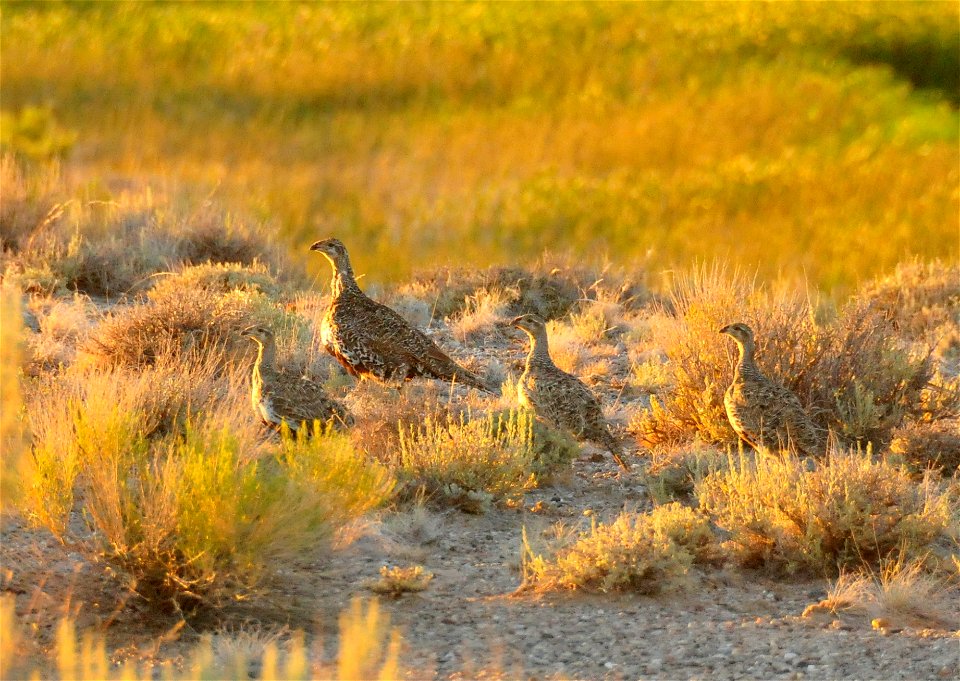 A hen sage grouse leads her brood from wetlands to a night roost in sagebrush on Seedskadee NWR.  Photo Credit:  Tom Koerner/USFWS