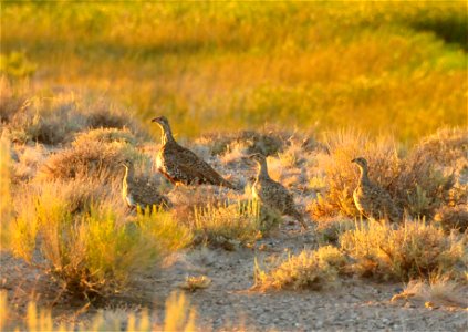 A hen sage grouse leads her brood from wetlands to a night roost in sagebrush on Seedskadee NWR.  Photo Credit:  Tom Koerner/USFWS