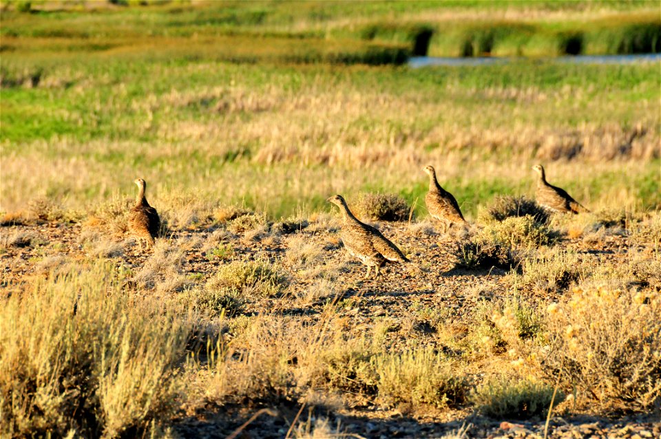 A greater sage grouse leads her brood to a night roost in sagebrush on Seedskadee NWR. Photo Credit: Tom Koerner/USFWS