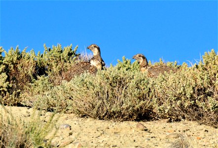 Two male sage grouse catch the early morning sun on a ridge at Seedskadee National Wildlife Refuge. Photo Credit: Tom Koerner/USFWS