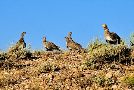 A hen greater sage grouse and her brood head to Seedskadee NWR wetlands to spend the day. Photo: Tom Koerner/USFWS photo