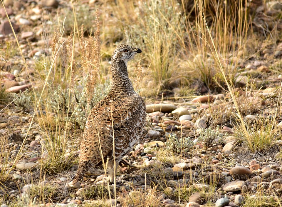 Photo: Tom Koerner/USFWS