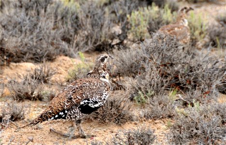 A group of sage grouse on Seedskadee National Wildlife. Refuge. Photo Credit: Tom Koerner/USFWS