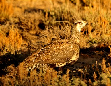 Greater sage grouse live on sagebrush leaves , 99 percent of their diet, during winter months.  Sage grouse lack muscular gizzards and cannot digest hard foods that require a gizzard to grind, like mo