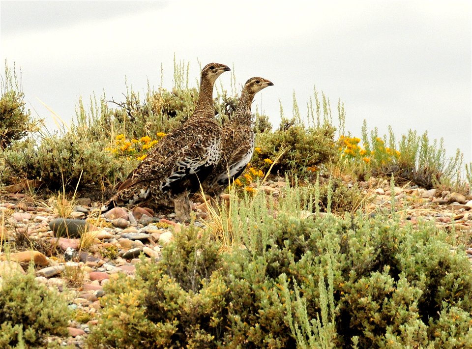 A pair of greater sage grouse headed to wetland habitat on Seedskadee NWR. 

Photo: Tom Koerner/USFWS