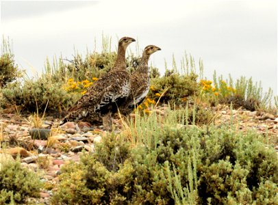 A pair of greater sage grouse headed to wetland habitat on Seedskadee NWR. 

Photo: Tom Koerner/USFWS