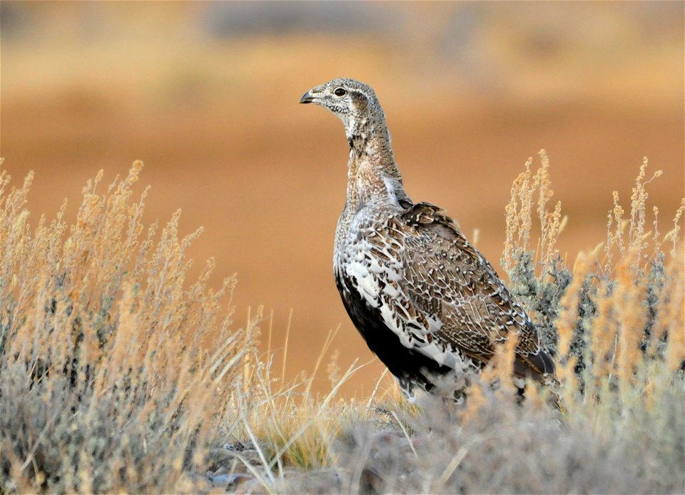 Greater sage grouse live on sagebrush leaves , 99 percent of their diet, during winter months.  Sage grouse lack muscular gizzards and cannot digest hard foods that require a gizzard to grind, like mo