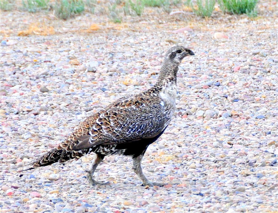 A greater sage grouse walks past the Seedskadee NWR headquarters on the way to the Green River. Photo Credit: Tom Koerner/USFWS