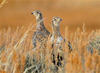 Greater sage grouse live on sagebrush leaves , 99 percent of their diet, during winter months.  Sage grouse lack muscular gizzards and cannot digest hard foods that require a gizzard to grind, like mo