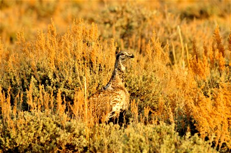 Greater sage grouse live on sagebrush leaves , 99 percent of their diet, during winter months.  Sage grouse lack muscular gizzards and cannot digest hard foods that require a gizzard to grind, like mo