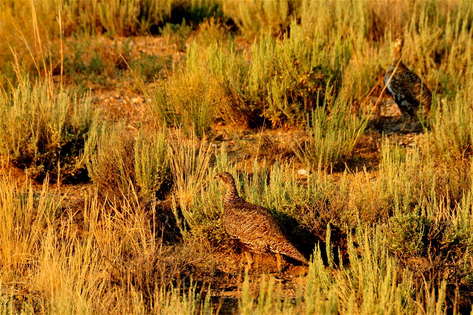 Greater sage grouse on Seedskadee NWR. Photo: Tom Koerner/USFWS