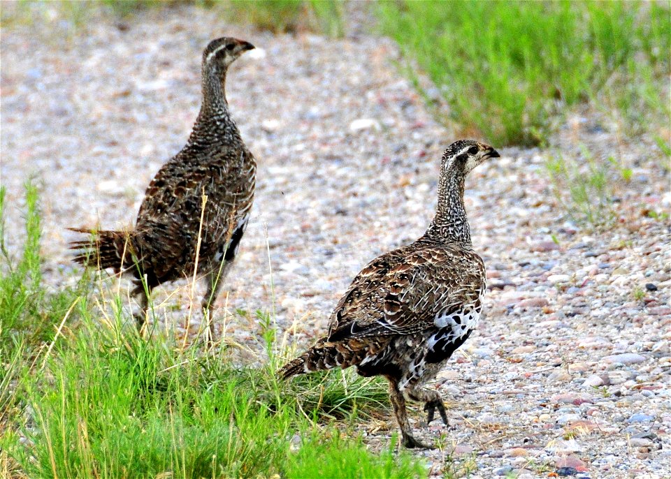 Greater sage grouse on Seedskadee National Wildlife Refuge.  

Photo: Tom Koerner/USFWS