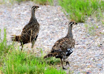 Greater sage grouse on Seedskadee National Wildlife Refuge.  

Photo: Tom Koerner/USFWS