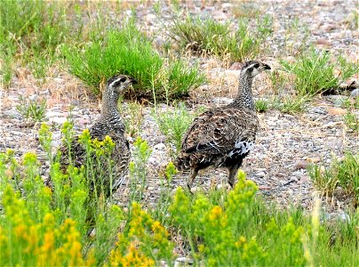 Greater sage grouse on Seedskadee National Wildlife Refuge. Photo: Tom Koerner/USFWS photo