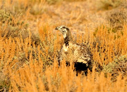 Greater sage grouse live on sagebrush leaves , 99 percent of their diet, during winter months. Sage grouse lack muscular gizzards and cannot digest hard foods that require a gizzard to grind, like mo photo