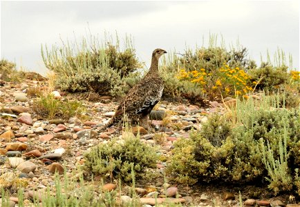Greater Sage Grouse on Seedskadee National Wildlife Refuge. Photo: Tom Koerner/USFWS