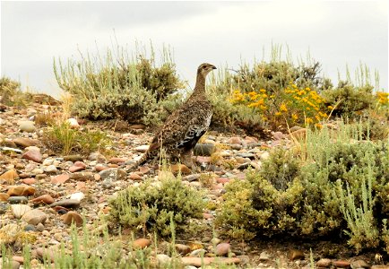 Greater Sage Grouse on Seedskadee National Wildlife Refuge. Photo: Tom Koerner/USFWS photo