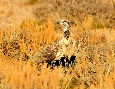 Greater sage grouse live on sagebrush leaves , 99 percent of their diet, during winter months.  Sage grouse lack muscular gizzards and cannot digest hard foods that require a gizzard to grind, like mo